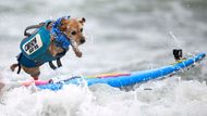Carson Surf Dog skáče z prkna po úspěšném sjetí vlny. Psi soutěží v různých kategoriích podle velikosti a stylu jízdy, a to buď sami, nebo v tandemech se svými majiteli. Závod není jen o sportu, ale i o zábavě a propojení lidí a psů. Soutěž vznikla v roce 2016 a rychle se rozšířila i do dalších zemí, například do Austrálie.