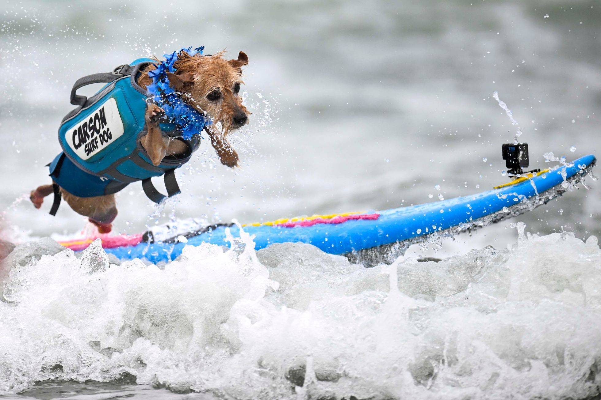 USA, Kalifornie, pes, surfing, mistrovství