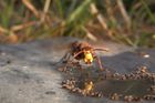 Boj sršňů s mravenci. Filmař pořídil se svými neobvyklými mazlíčky unikátní záběry