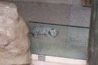 V Zoo Liberec se po dvou letech narodilo mládě bílého tygra