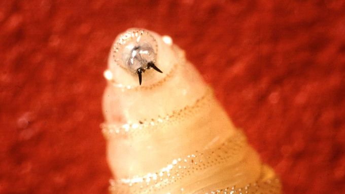 Bzučivku se ve Spojených státech v 60. letech podařilo díky revoluční metodě vymýtit: vědci vypouštěli sterilizované samce, kteří se pářili s divokými samicemi - výsledná vajíčka však byla neplodná.