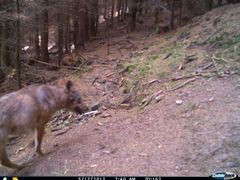 Vlk zachycený na Broumovsku fotopastí