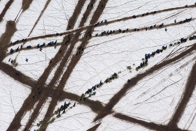 Aerial abstract view of cows and their muddy tracks through the snow. USA