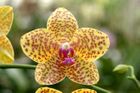 Kauza orchideje na Zélandu odložena
