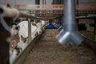 Veterinář Lukáš Hlubek před 15 lety koupil zemědělský areál v Krmelíně u Ostravy, který za tu dobu proměnil v nejproduktivnější kozí farmu v Evropě. "Boříme mýtus o tom, že kozí výrobky smrdí," říká zakladatel značky Bon Lait.