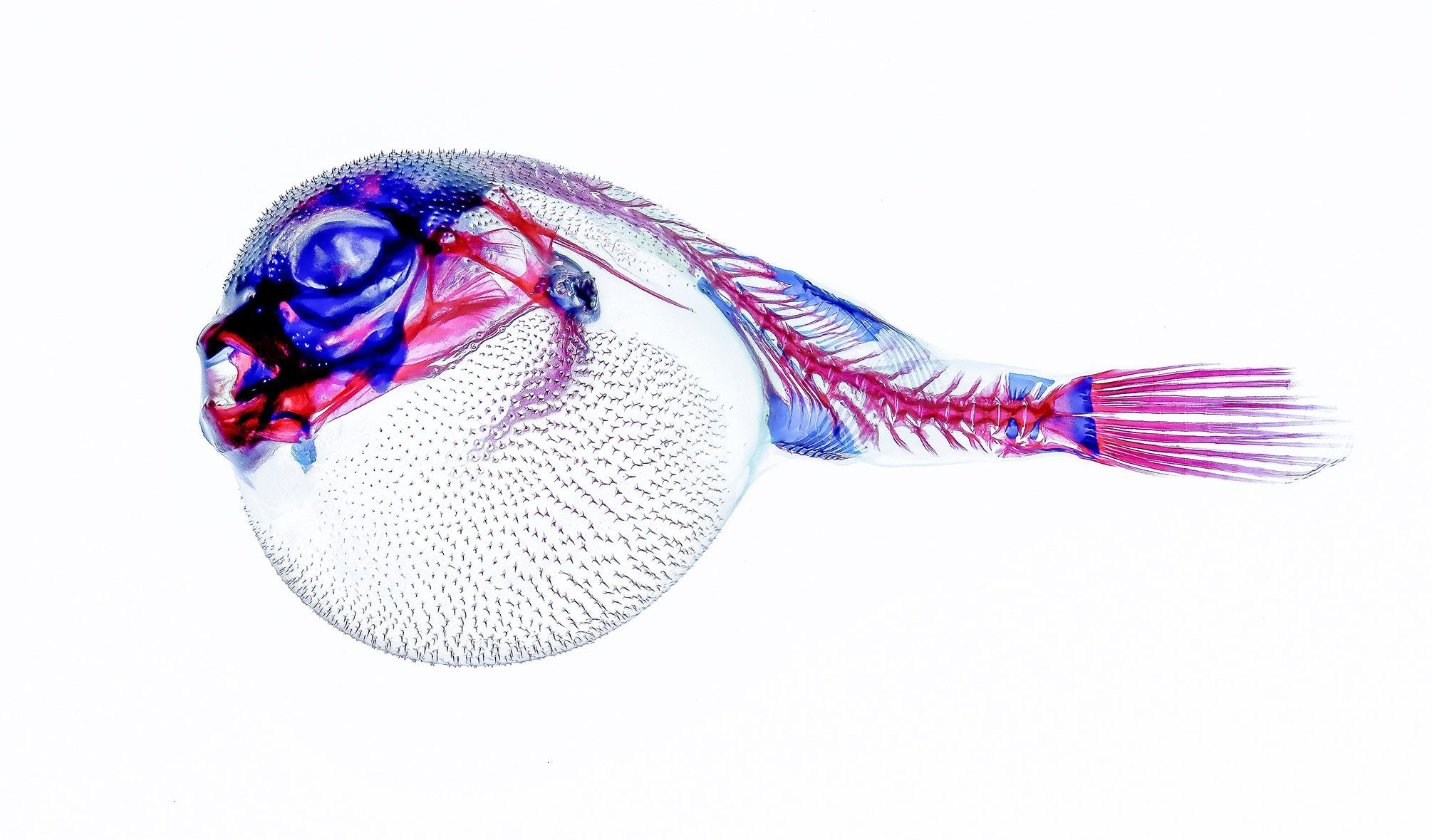 Sony World Photography Awards 2022 - ukázky prací finalistů a nominovaných profesionálních fotografů