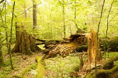 Polská těžba dřeva v Bělověžském pralese byla nezákonná, rozhodl unijní soud. Ekologové jásají