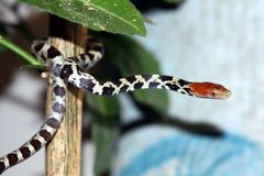 Potíže v Darwinově ráji: Na Galapágách našli užovku