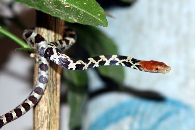 Jihlavské zoo se podařilo odchovat šest mláďat užovek červenohlavých.