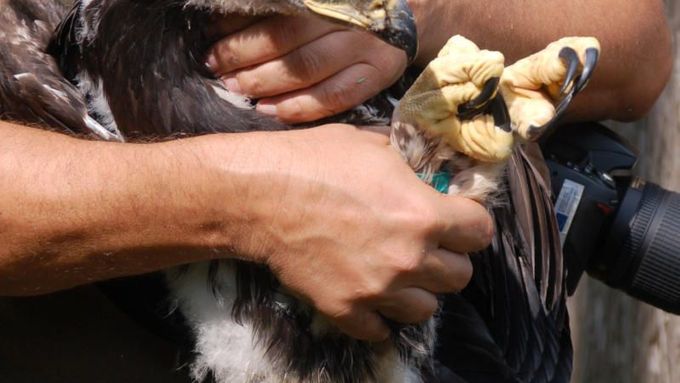 Mladá orlice Tonička v rukou Petra Orla krátce před tím, než se začne zabydlovat ve vypouštěcí voliéře na stráni v Beskydech