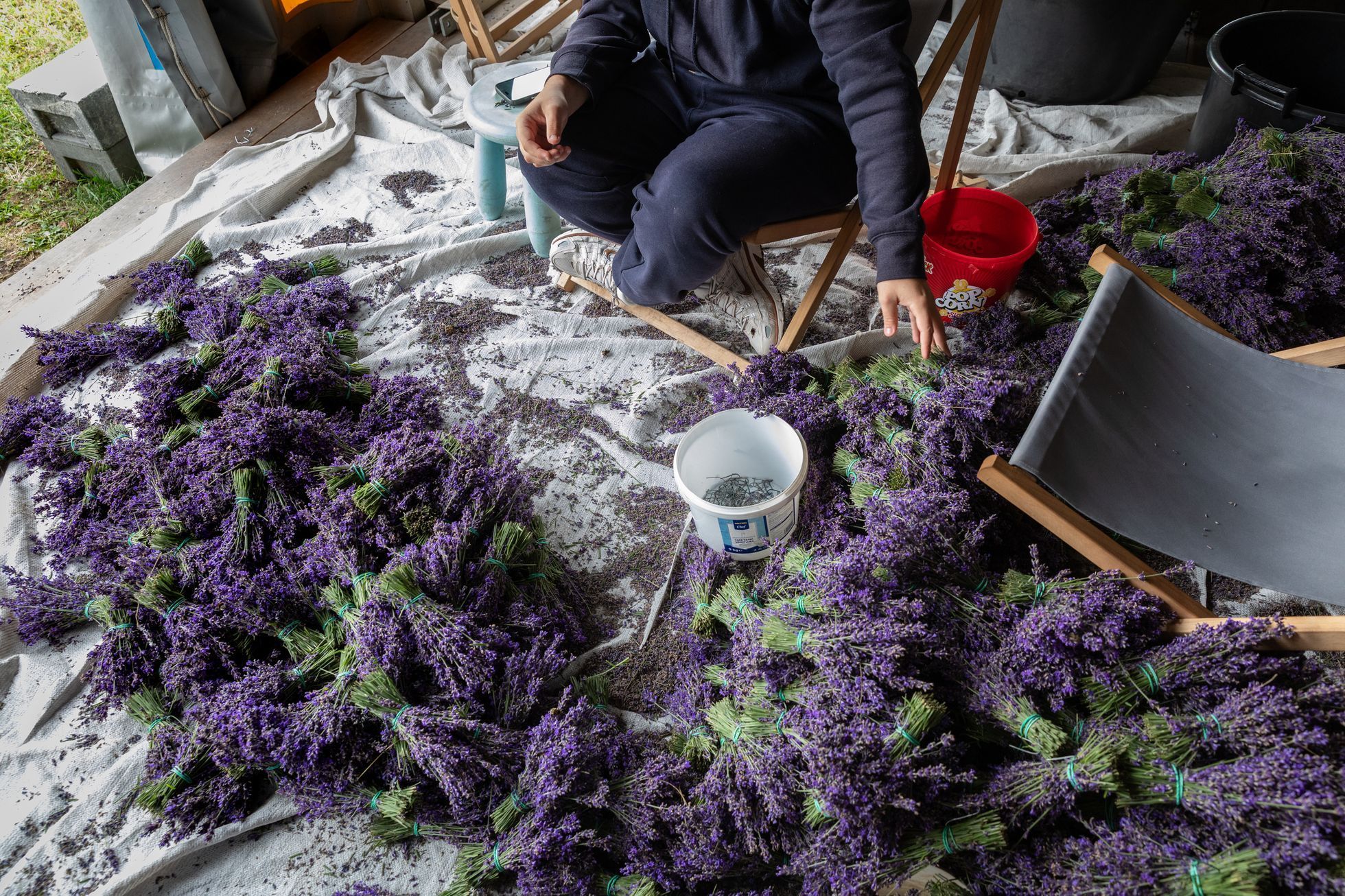 Levandulové údolí, údolí, levandule, Helena Neummanová, Chodouň