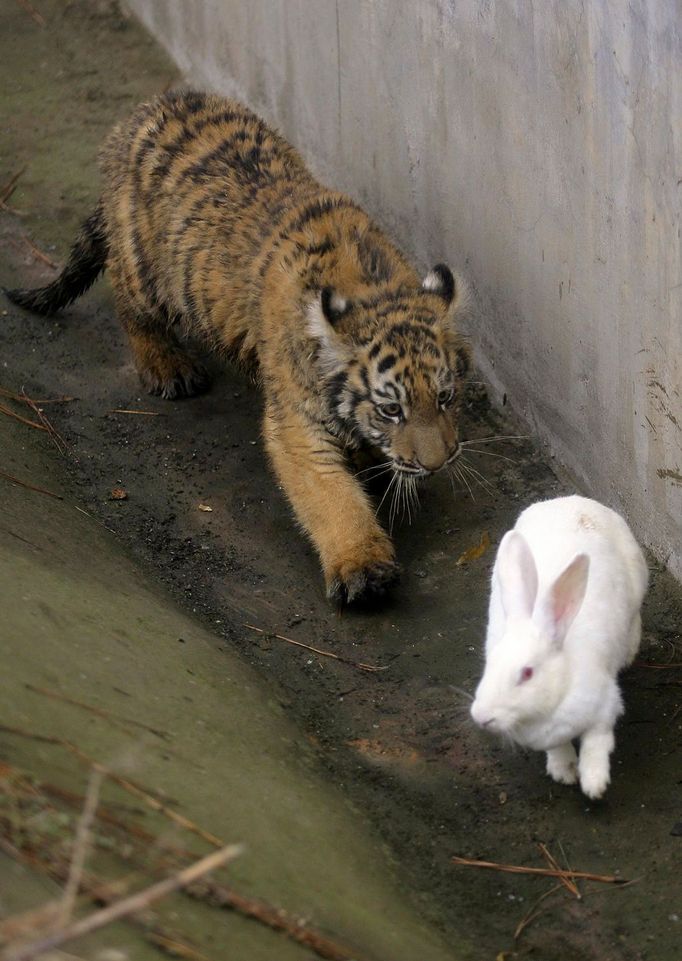 Pětiměsíční mládě tygra se vydává na hon…králík "zdrhá".