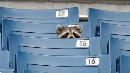 Rebel Ronaldo se vzepřel nošení roušek. Mývalové na US Open sledují sladkou Ósakaovou