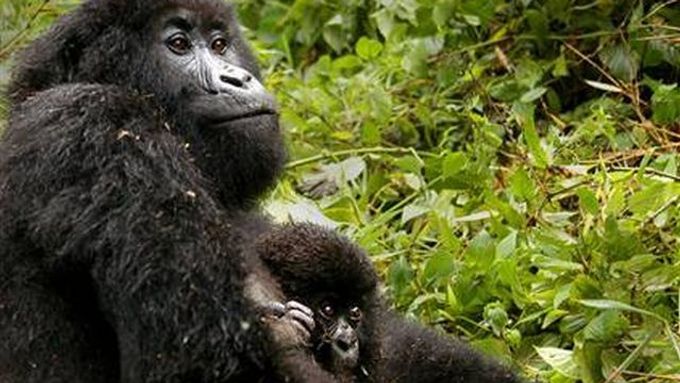 Horské gorily jsou ohroženým druhem, hlavně v Kongu.