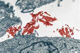 Viry prasečí chřipky H1N1 (červeně) pod mikroskopem.