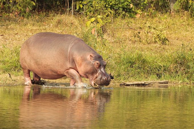 Hroši přivezení do Kolumbie narkobaronem Pablem Escobarem žijí v oblasti dodnes.