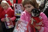 Holčička se svým psem protestují proti likvidaci toulavých psů v Rumunsku.