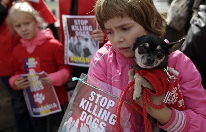 Pes protestující za své rumunské kamarády v ohrožení. Holčička se svým psem protestují proti likvidaci toulavých psů v Rumunsku.