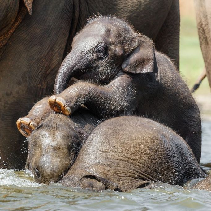 Sloní zoo v Pinnawale, Srí Lanka