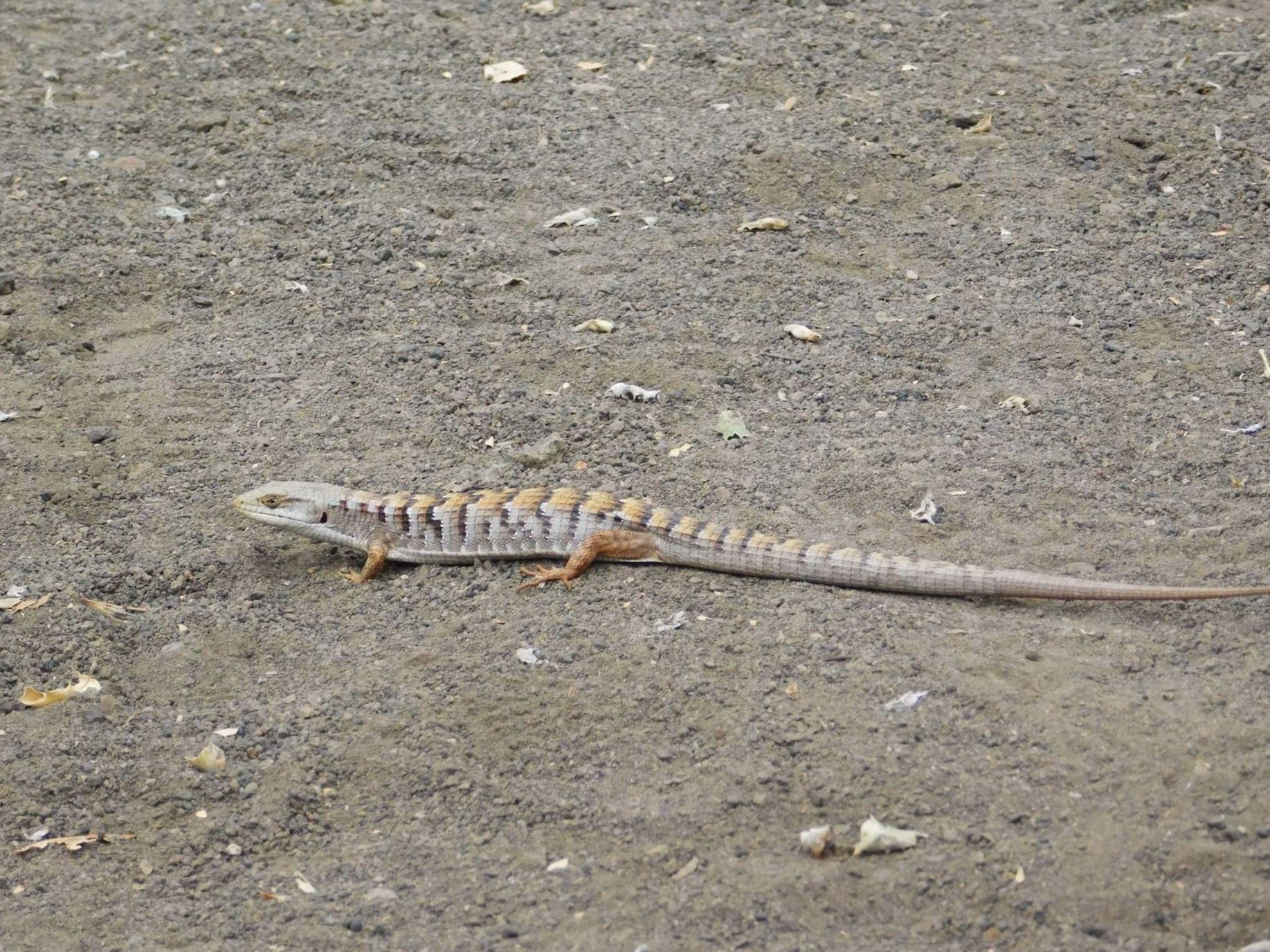 Galerie natáčecí místo MASH