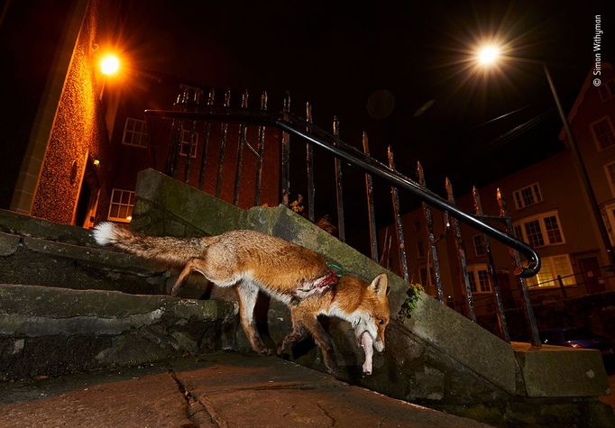 Wildlife Photographer of the Year: fotografie, které se utkají o cenu diváků