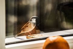 Australané mají během koronaviru nový koníček, pozorují za okny ptáky