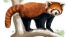 Panda červená (Ailurus fulgens) Panda červená (Ailurus fulgens) je nejoblíbenějším savcem na světě, jak ukazují výsledky vědeckých studií lidských preferencí vůči různým druhům savců. Namalována v programu Adobe Photoshop.