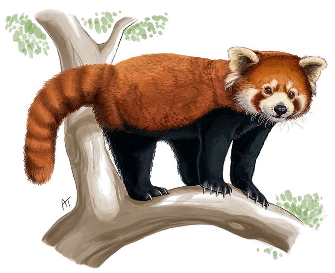 Panda červená (Ailurus fulgens) Panda červená (Ailurus fulgens) je nejoblíbenějším savcem na světě, jak ukazují výsledky vědeckých studií lidských preferencí vůči různým druhům savců. Namalována v programu Adobe Photoshop.