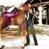 Horsez