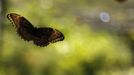 A butterfly flies in Butterfly Garden in La Guacima, northwest of San Jose, May 14, 2012. According to the owner Joris Brinkerhoff, who is from the U.S and has more than 29-years of experience dedicated to the export of butterfly cocoons, more than 80,000 cocoons of 70 different species are exported every month from Costa Rica to Europe, Asia, Canada, Mexico and the United States, with prices of the cocoons ranging from $3 to $10 each. REUTERS/Juan Carlos Ulate (COSTA RICA - Tags: BUSINESS SOCIETY ANIMALS) Published: Kvě. 15, 2012, 5:07 dop.