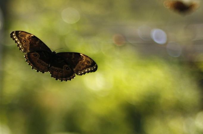 A butterfly flies in Butterfly Garden in La Guacima, northwest of San Jose, May 14, 2012. According to the owner Joris Brinkerhoff, who is from the U.S and has more than 29-years of experience dedicated to the export of butterfly cocoons, more than 80,000 cocoons of 70 different species are exported every month from Costa Rica to Europe, Asia, Canada, Mexico and the United States, with prices of the cocoons ranging from $3 to $10 each. REUTERS/Juan Carlos Ulate (COSTA RICA - Tags: BUSINESS SOCIETY ANIMALS) Published: Kvě. 15, 2012, 5:07 dop.