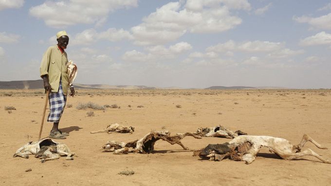 Somálec s uhynulými zvířaty na severu země.