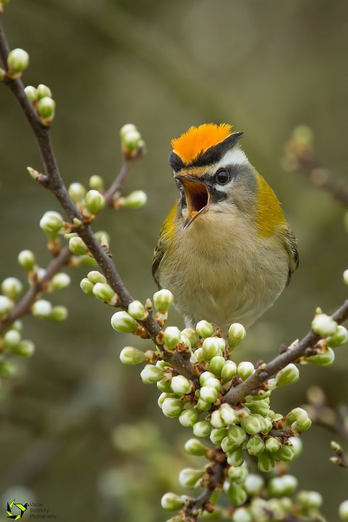 Vítězné fotografie ze soutěže Czech Nature Photo