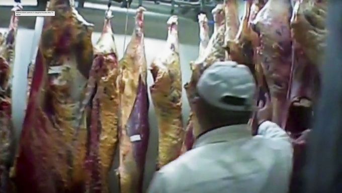 Reportáž polské televize, která na jatkách odhalila infikované hovězí maso