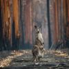 Wildlife Photographer of the Year, nominace na cenu veřejnosti