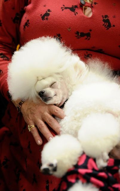 Výstava psů v New Yorku