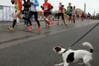 Sobotní půlmaraton omezí dopravu v Českých Budějovicích