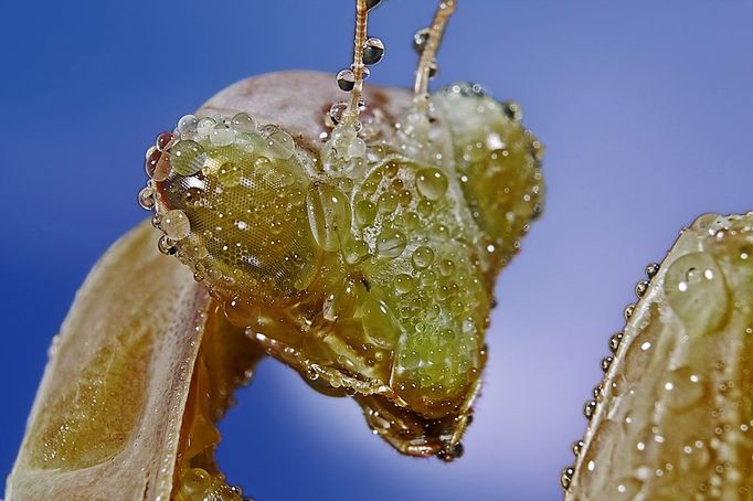 Mantis religiosa