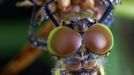 Portrait of a dragonfly (Sympetrum spec.)