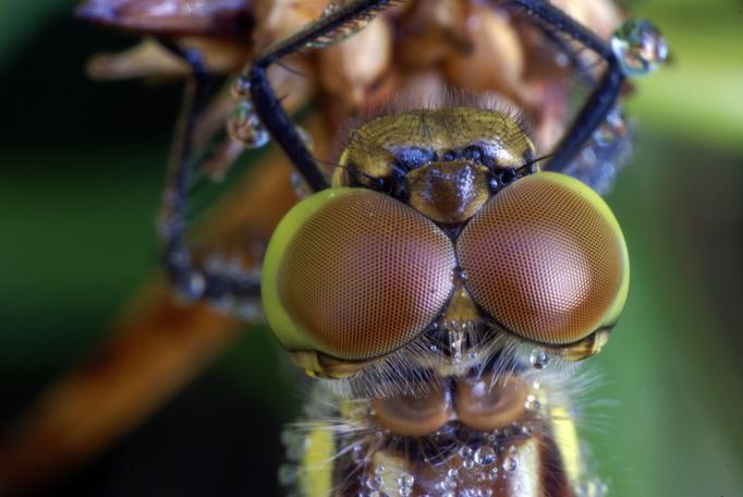 Portrait of a dragonfly (Sympetrum spec.)