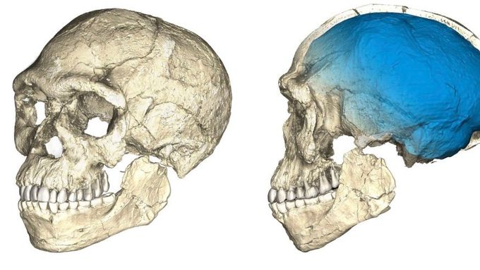 Rekonstrukce lebky druhu Homo sapiens z nálezů v marockém Džabál Irhúdu.