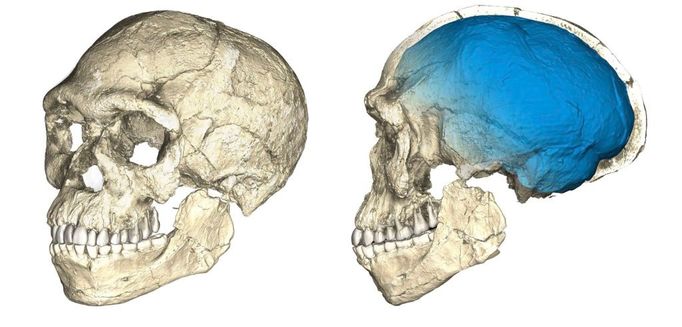 Rekonstrukce lebky druhu Homo sapiens z nálezů v marockém Džabál Irhúdu.