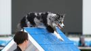 Mezinárodní kynologické závody Prague Agility Party 2022, závodiště Velká Chuchle