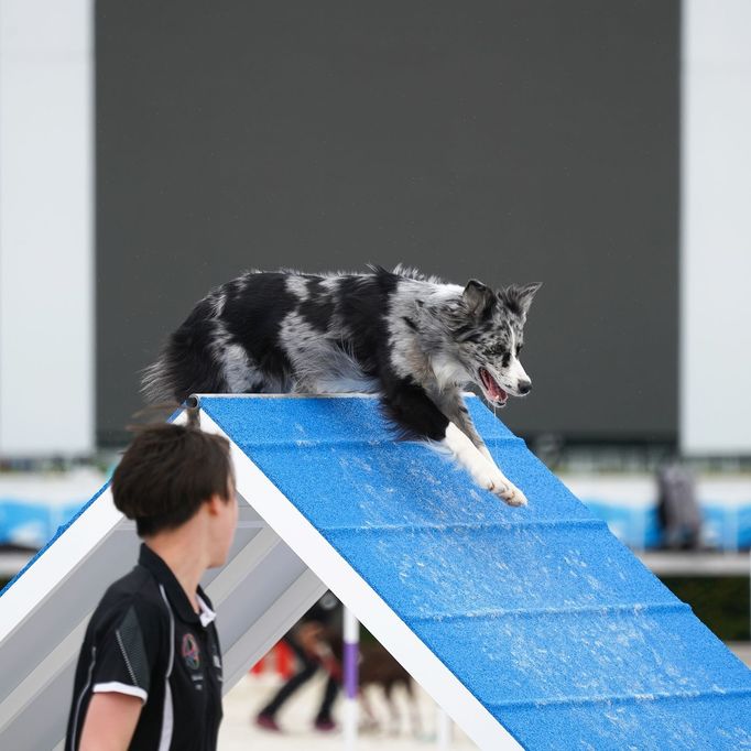 Mezinárodní kynologické závody Prague Agility Party 2022, závodiště Velká Chuchle