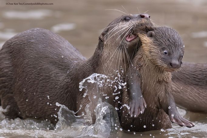 Finalisté fotografické soutěže Comedy Wildlife Photography Awards 2021