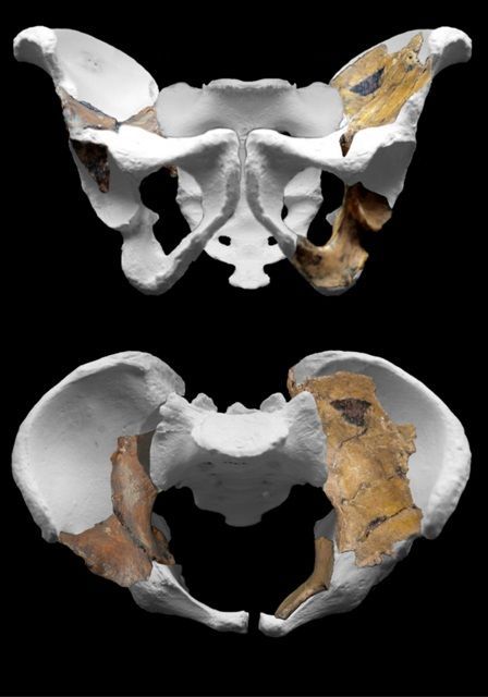 Australopithecus sediba - pánev II.