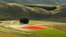 Rozkvetlá letní pole v okolí italské vesnice Castelluccio di Norcia