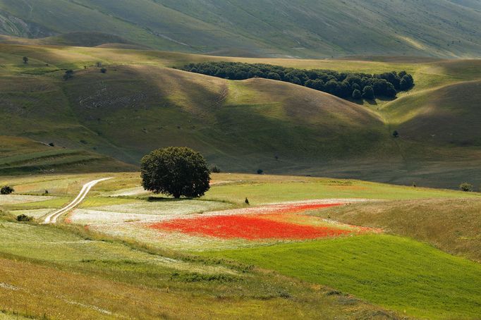 Rozkvetlá letní pole v okolí italské vesnice Castelluccio di Norcia