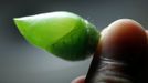 A worker inspects a morpho peleides cocoon before packing it for export in Butterfly Garden in La Guacima, northwest of San Jose, May 14, 2012. According to the owner Joris Brinkerhoff, who is from the U.S and has more than 29-years of experience dedicated to the export of butterfly cocoons, more than 80,000 cocoons of 70 different species are exported every month from Costa Rica to Europe, Asia, Canada, Mexico and the United States, with prices of the cocoons ranging from $3 to $10 each. REUTERS/Juan Carlos Ulate (COSTA RICA - Tags: BUSINESS SOCIETY ANIMALS) Published: Kvě. 15, 2012, 4:50 dop.