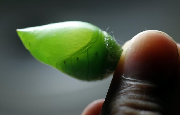 A worker inspects a morpho peleides cocoon before packing it for export in Butterfly Garden in La Guacima, northwest of San Jose, May 14, 2012. According to the owner Joris Brinkerhoff, who is from the U.S and has more than 29-years of experience dedicated to the export of butterfly cocoons, more than 80,000 cocoons of 70 different species are exported every month from Costa Rica to Europe, Asia, Canada, Mexico and the United States, with prices of the cocoons ranging from $3 to $10 each. REUTERS/Juan Carlos Ulate (COSTA RICA - Tags: BUSINESS SOCIETY ANIMALS) Published: Kvě. 15, 2012, 4:50 dop.